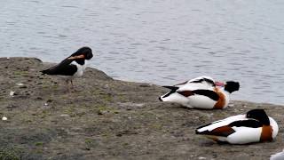 Mediterranean Gull Hobby and Peregrine at Woolston Eyes [upl. by Olney]