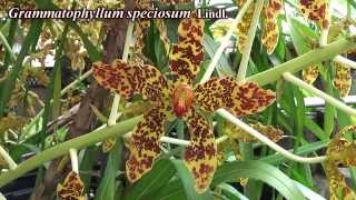 Grammatophyllum speciosum [upl. by Melentha]