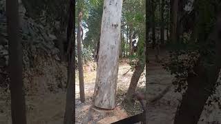 cutting Eucalyptus tree🌴 Amazing seen [upl. by Admana228]