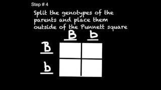 Punnett Square Practice [upl. by Edgerton]