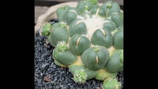 Coryphantha elephantidens cv inermis [upl. by Aztirak759]