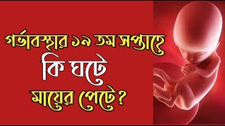 গর্ভাবস্থার ১৯ তম সপ্তাহ। 19 Week Pregnancy bangla । Pregnancy Week by Week Bangla [upl. by Haney]