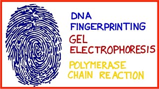 DNA Fingerprinting Gel Electrophoresis Polymerase Chain Reaction PCR [upl. by Bergh351]