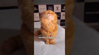 Special necklace modelling pets cat animals shortvideo shorts cutepet cute [upl. by Sandro]