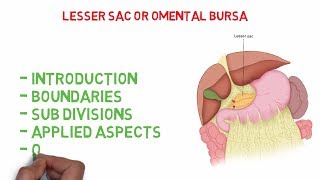 Omental bursa  Lesser sac Easy Anatomy notes [upl. by Zollie]