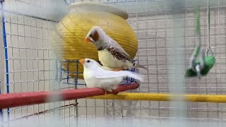 zebra finch mating [upl. by Sheila]