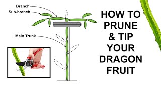 How to Prune and Tip Your Dragon Fruit Pitahaya [upl. by Atsev]