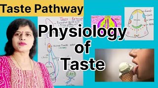 Taste Sensation l Physiology l Taste Pathway specialsenses [upl. by Sandstrom]