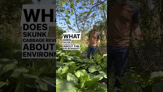 What does Skunk Cabbage tell us skunkcabbage naturalist natureeducation wetlands [upl. by Aiykan]