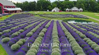 Tour of Lavender Life Farm in Caledonia Michigan [upl. by Ayalahs]