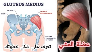 العضلة المسئولة عن المشي  Gluteus medius muscle  Anatomy [upl. by Risser]