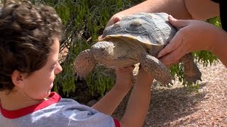 Desert Tortoise Adoption [upl. by Bettye]