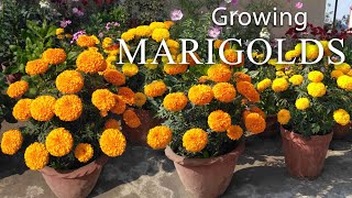 Marigold Flower  How To Grow Marigolds Easily [upl. by Oren]