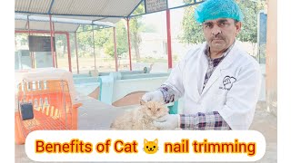 Benefits of Cat 🐱 nail trimming [upl. by Enirod400]