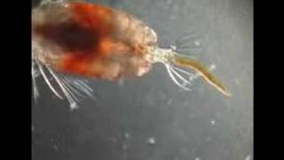 Copepod taking a shit [upl. by Tizes]