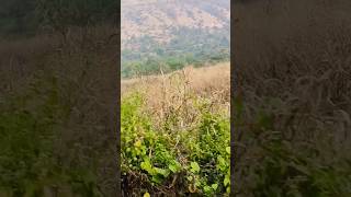 Na jaane Kahan Dil kho Gayasong automobile nature travel sorts vidio hindi hindisong [upl. by Ardeen687]