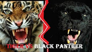 Tiger Vs Black Panther  Tiger Vs Black Panther Who Would Win  Sher Khan Vs Bagheera [upl. by Kcirtemed146]