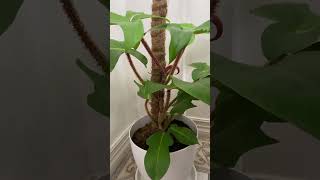 Philodendron Squamiferum indoor plant [upl. by Zoarah496]