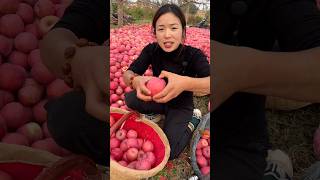 The Orchard Owner is Very Happy to See The Yield of Apples 🍎🍎  Delicious Apple shorts satisfying [upl. by Mlehliw295]