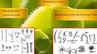 pharmacognosy Plant tissues 2 عقاقير اولى صيدله [upl. by Harri268]