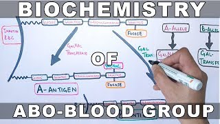 Biochemistry of ABO Antigens [upl. by Lladnek]