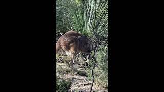 Kangaroos blocking my path [upl. by Irtemed912]