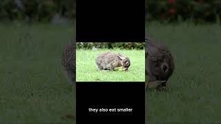 funny facts for you  LYNX animalfacts nature animallover animalshorts wildlife [upl. by Wimsatt281]