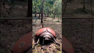 Beetles  beetle ytshorts shorts trending nature viralshorts [upl. by Ebonee623]