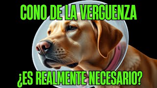 ¿Es NECESARIO el COLLAR ISABELINO en Perros [upl. by Osithe]