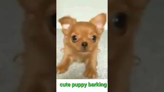 Chihuahua 🐕 barking4k४४kviralshorts [upl. by Tarrah]