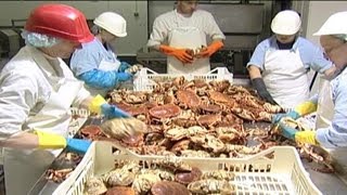 Crab Processing  04 [upl. by Oria]