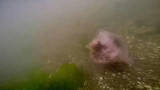 Lions mane jellyfish in great kills harbor [upl. by Anihpled]