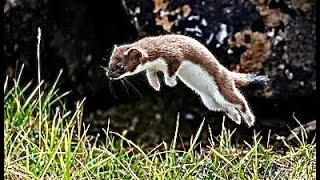 Adorable Stoats Play Hide amp Seek 4K [upl. by Notgnirra]