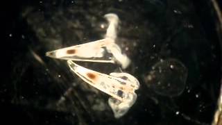 Pteropods Hyalocylis striata [upl. by Erdnua]