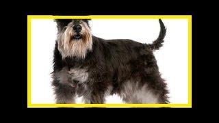 Standard schnauzer [upl. by Asilad973]