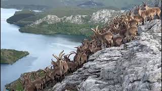 Decenas de cabras montesas en la Montaña de Riaño 12 [upl. by Hill]