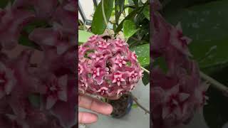 My Hoya flowers from the garden [upl. by Turrell]