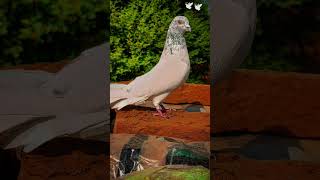 Best kalsira kabootar ka shook ajaykabootarclub pigeon birds [upl. by Magen743]