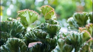 ইউফোরবিয়া ল্যাকটিয়া ক্রিস্টাটা আদ্যপান্ত  Euphorbia Lactea cristata  Coral Cactus arpagriartist [upl. by Nonez]