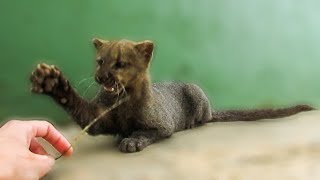 Playing with an adorable rescued jaguarundi [upl. by Giacopo]