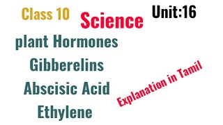 Class10 Unit16plant hormones GibberellinAbscisic AcidEthyleneExplanation in Tamil [upl. by Kcirdlek186]