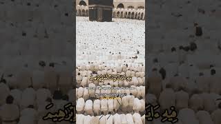 Soulful Quran Recitation Peaceful Moment ☝️☝️ peacefulrecitation youtubeshorts shorts makkah [upl. by Atinor771]