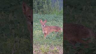 Had a staring contest with a coyote I won wildlife animal coyote hunting predatorhunting [upl. by Aurel]