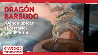 TERRARIO para POGONA o DRAGÓN BARBUDO  ¿Dónde ubicarlo y cómo es su hábitat 🐉 [upl. by Celene]