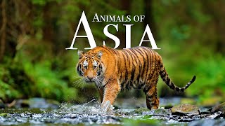 Animals of Asia 4K  Scenic Wildlife Film With Calming Music [upl. by Gibby]