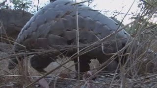 Le pangolin nouvelle cible de choix des braconniers [upl. by Knarf241]