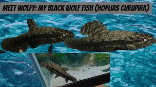 Meet Wolfy My Black Wolf Fish Hoplias Curupira [upl. by Anolla]