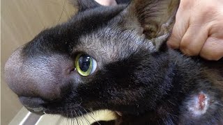 Removing An Enormous Cuterebra From Cats Nose Part 5 [upl. by Notlrac]