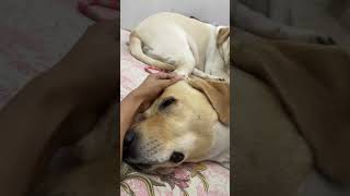 Chidhku Noddy😂😂 labrador goldenlab doglover viralvideo shorts [upl. by Ahsratal436]