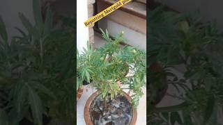 Repotting Merigold plant गेंदा update part4 repotting Merigold plantrepotinggardeningshorts [upl. by Ruella]